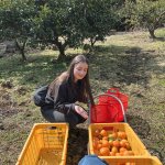 Jeju l’île des mandarines