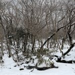 Jeju l’île des mandarines