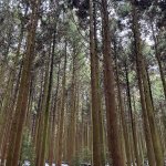 Jeju l’île des mandarines